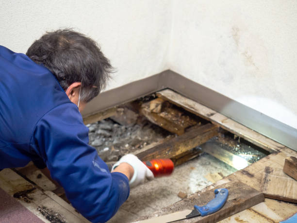 East Niles, CA Mold Removal Company