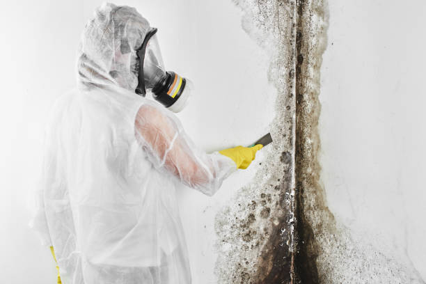 Best Attic Mold Removal  in East Niles, CA