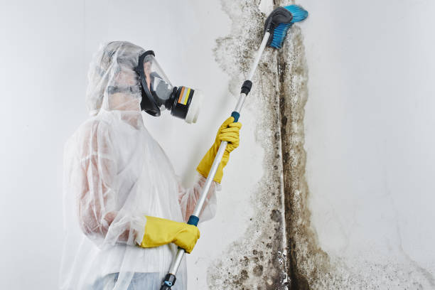 Best Certified Mold Removal  in East Niles, CA