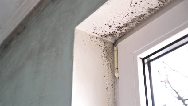 Best Mold Remediation  in East Niles, CA