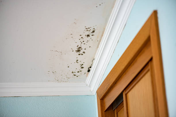 Best Office Mold Removal Services  in East Niles, CA