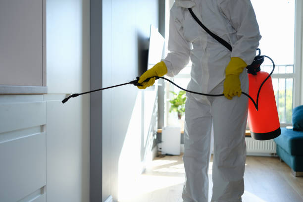 Best Same-Day Mold Removal  in East Niles, CA