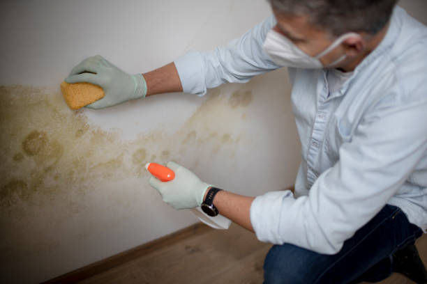 Best Commercial Mold Removal  in East Niles, CA