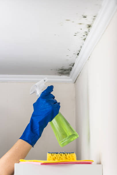 Best Fast Mold Removal  in East Niles, CA